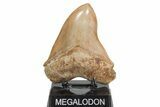 Serrated, Fossil Megalodon Tooth - Indonesia #208769-2